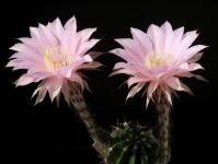 Thumbnail of 2060_Echinopsis Hybride rosa_20170529_01(1).JPG